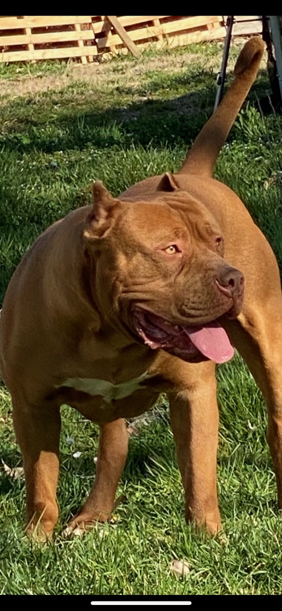 image  1 Eros the bully king