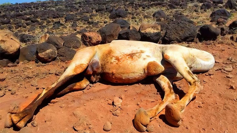 This Is Why Touching A Dead Camel Is So Dangerous
