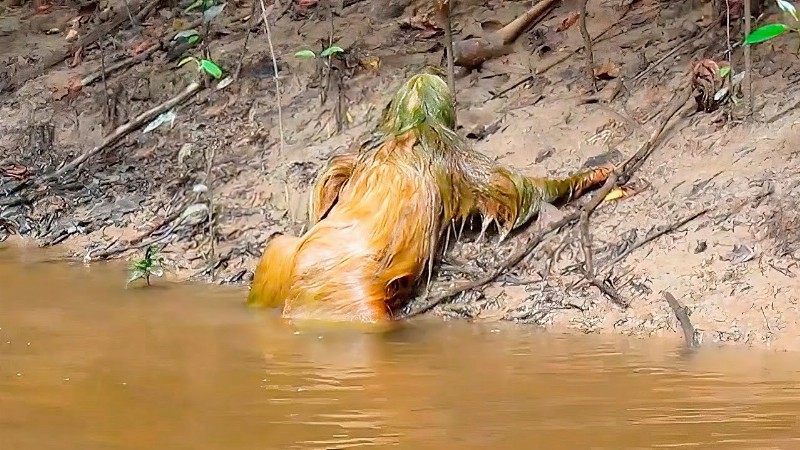 This Man's Camera Caught Some Creature Crawling Out Of The River