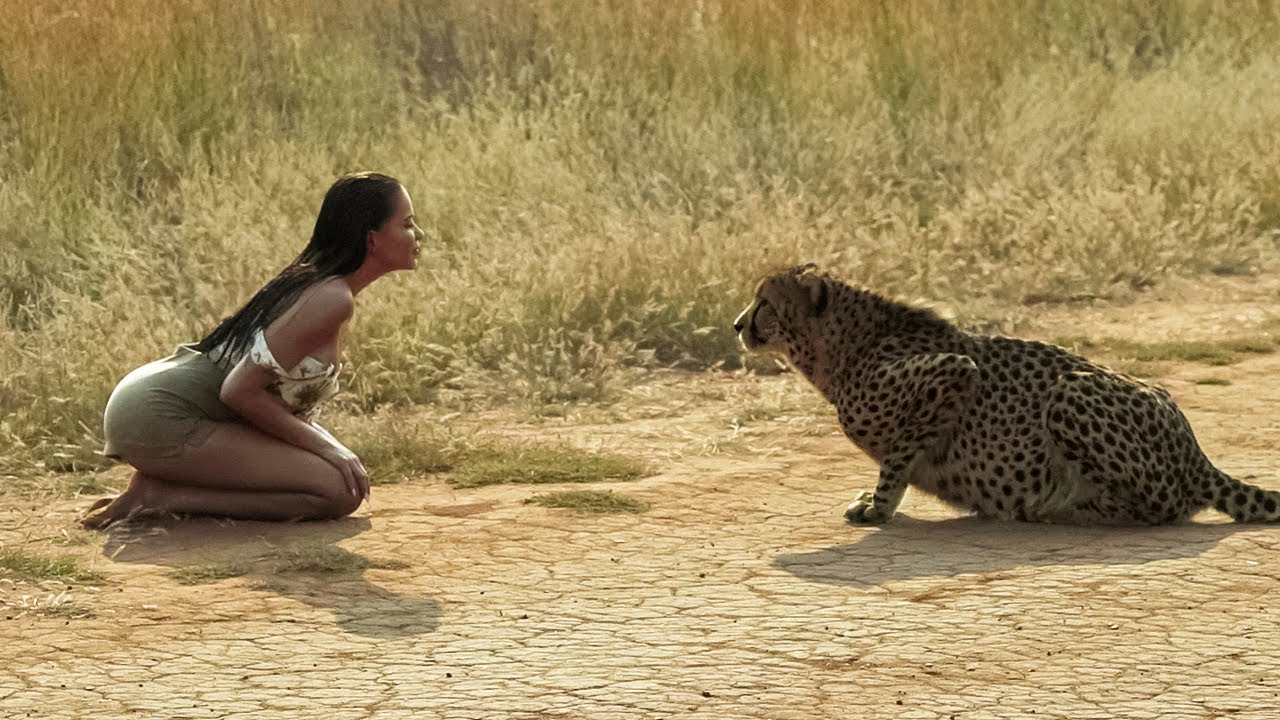 image 0 This Woman Simply Decided To Help The Sick Cheetah