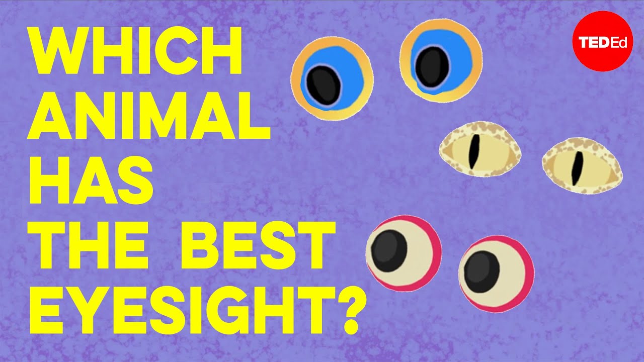 image 0 Which Animal Has The Best Eyesight? - Thomas W. Cronin
