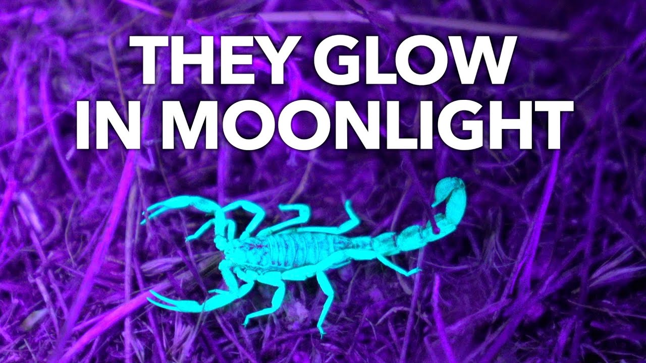 Why Are Scorpions Fluorescent?