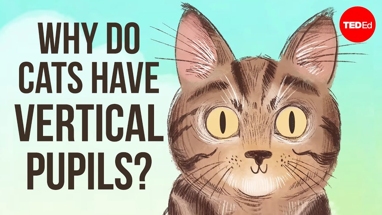 Why Do Cats Have Vertical Pupils? - Emma Bryce